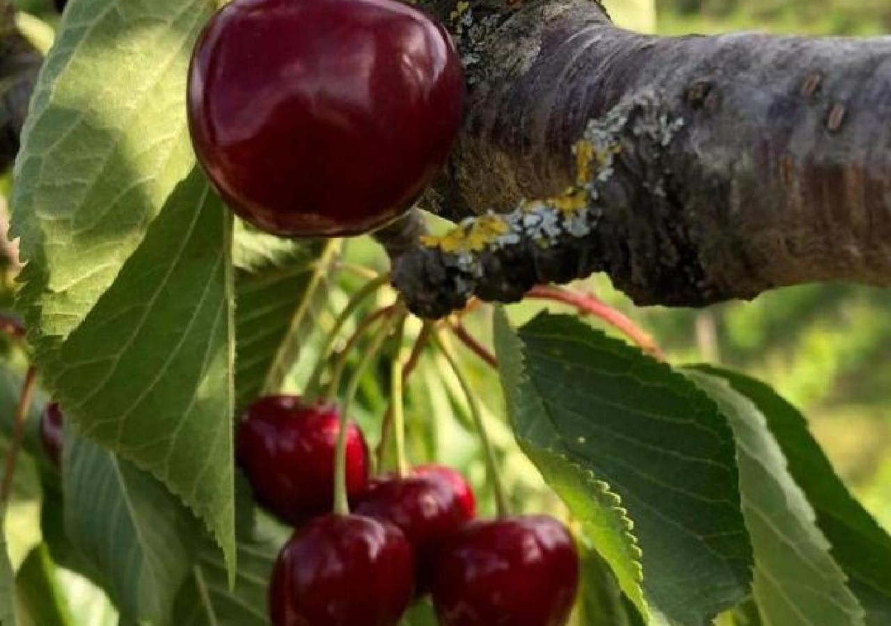 Azienda Agraria La Casella Montalcino Luaran gambar