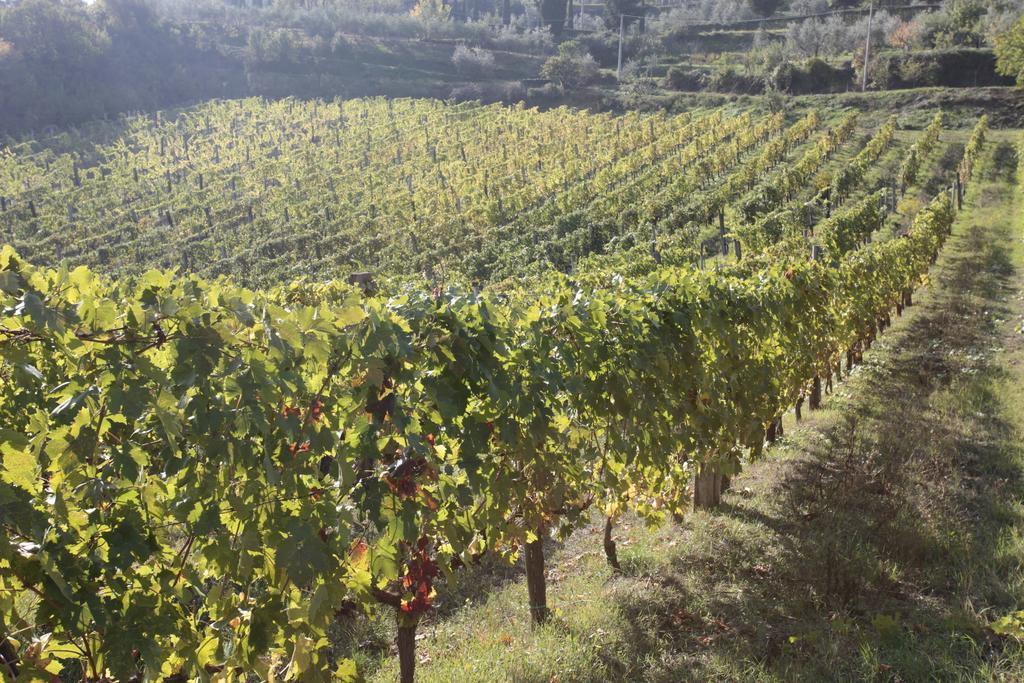 Azienda Agraria La Casella Montalcino Luaran gambar